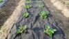 Folie membrana Geotextil Terasin N/S 150 gr/mp, latime 1,5 m, lungime 100 m, suprafata 150 mp, agrotextil antiburuieni, pavaje, drenaje - imagine 3